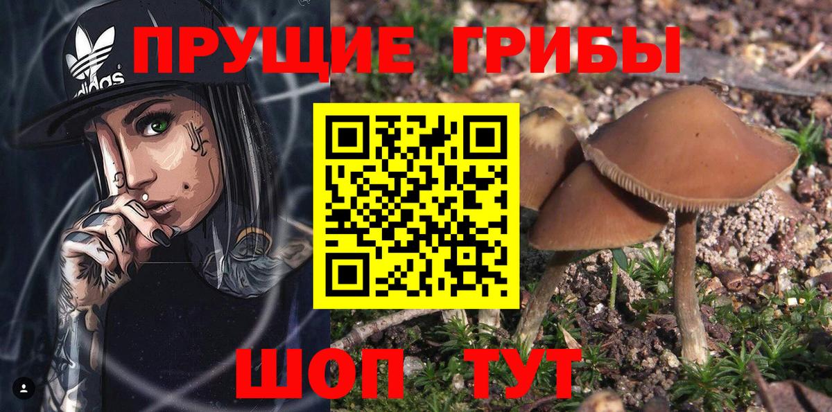 где найти наркотики  Псилоцибиновые грибы GOLDEN TEACHER  Вход с VPN  Щёлково 